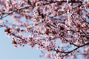 árvore florescendo na primavera. botões desabrochando e flores em um galho de árvore.