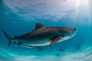 um tubarão-tigre com belas marcas nadando em águas claras com raios de luz vindo da superfície.