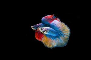 lindo colorido de peixe betta siamês foto