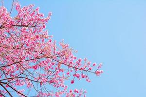 flor de cereja selvagem do Himalaia. foto