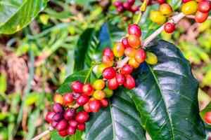 grânulos de café na árvore foto