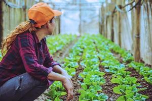 jardineiro mulher asiática. cuidar de alface vegetal no jardim do viveiro. foto
