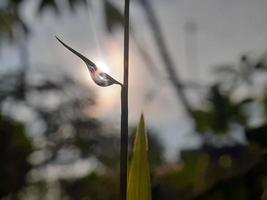 close up de gota de água na folha foto