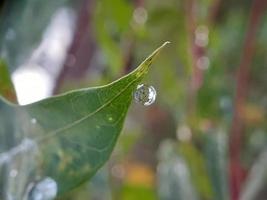 close up de gotas de água na folha, desfocar o fundo foto