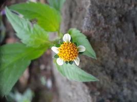 close up de flor, objeto de bela natureza foto