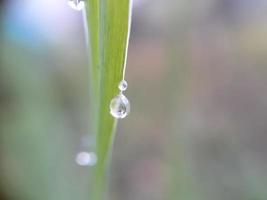 close up de gotas de água na folha, desfocar o fundo foto