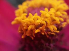 close up de flor com pistilo amarelo foto