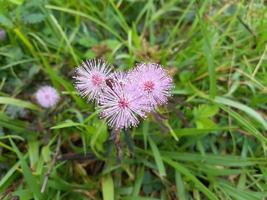 flor de mimosa pudica, planta selvagem sensível foto