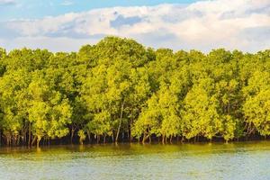 tropical manguezal floresta paraíso paisagem panorama bang rin ranong tailandia. foto