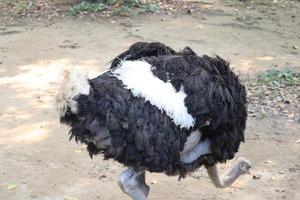 avestruz no zoológico foto