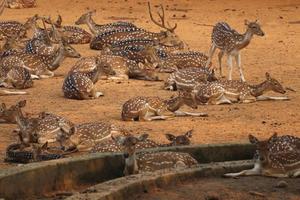 grupo de veados no zoológico foto