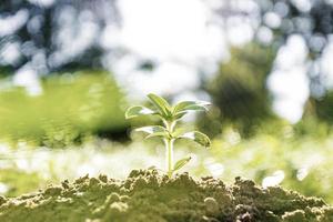 luz do sol da manhã bela árvore crescendo na natureza, conceito de crescimento de negócios e preservação da natureza foto