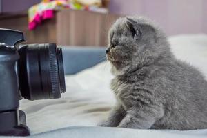 pequeno, o gatinho olha para a câmera foto