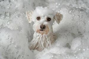 adorável cachorro desfrutando banho Tempo dentro bolhas foto