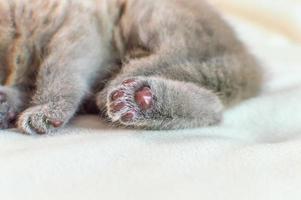 gatinho dorme em uma capa branca foto