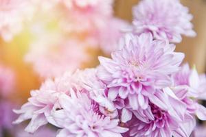 close-up de um cacho de flores rosa crisântemo roxo linda decoração de flores de crisântemo em um vaso em uma planta iluminada da sala de estar foto
