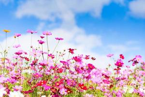 Cosmos de flores rosa coloridas no jardim em um fundo de céu azul brilhante - bela flor de cosmos na natureza foto