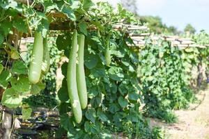 vegetais indianos longa garrafa de cabaça de melão de inverno - cabaça cabaça ou cabaça pendurada na árvore de videira no jardim foto