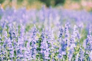 campos de flores de lavanda, flor de sálvia azul florescendo no jardim de primavera - sálvia farinacea foto