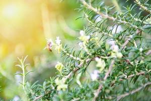 planta de alecrim orgânico crescendo no jardim para extratos de óleo essencial - ervas frescas de alecrim fundo verde com inseto abelha em flor de alecrim foto