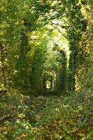 maravilha da natureza - verdadeiro túnel do amor, árvores verdes e a ferrovia, ucrânia foto