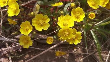 fundo natural com flores amarelas do botão de ouro foto