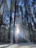 fotografia no tema inverno neve floresta, lindo pôr do sol brilhante foto