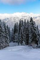 pinheiros cobertos de neve em floresta alpina foto