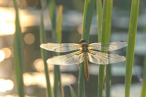 libélula empoleirado em lâmina do Relva fundo foto