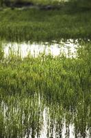 folha verde e queda d'água na tailândia foto