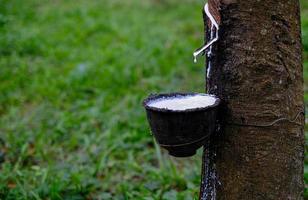 látex leitoso fresco flui para uma tigela de plástico da árvore de borracha foto