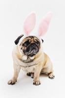 Engraçado e fofinho pug sombrio orelhas de coelho rosa foto