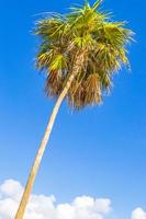palmeira tropical com céu azul playa del carmen mexico.