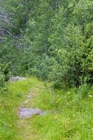 trilha para caminhadas nas florestas de hemsedal, noruega. foto