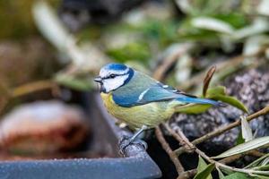 pássaro chapim-azul posado em busca de comida foto