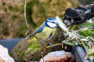 pássaro chapim-azul posado em busca de comida foto