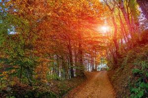 estrada entre árvores coloridas foto