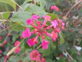 foto vertical de flor vermelha