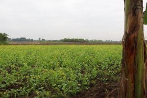 mostarda e cebola visão firme no campo foto