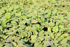 Fazenda de espinafre de cor verde no campo foto