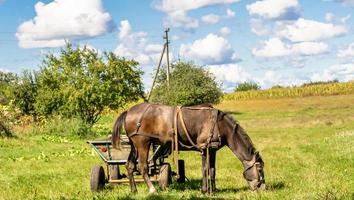 lindo garanhão de cavalo selvagem marrom no prado de flores de verão foto