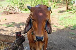 vacas marrons em uma fazenda rural foto