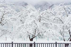 neve branca fresca cai em parque público na temporada de inverno em kawaguchiko, japão foto