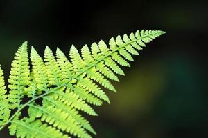 close-up de folha verde com profundidade de campo rasa em fundo escuro foto