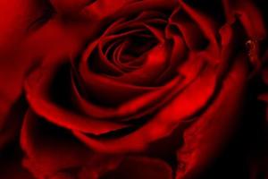 close-up flores de fundo rosa natural fresco conceito de dia dos namorados amor romântico - buquê de flores de rosas vermelhas em fundo escuro foto