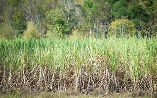 fazenda de planta de cana-de-açúcar no campo verde agricultura de plantação asiática - campo de cana-de-açúcar com fundo de árvore