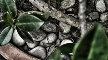efeito de foto ramatic desfocado desfocado de folhas, pedra, árvore e maconha