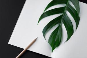 folha verde estilos mínimos folhas de palmeira verde tropical em fundo brilhante preto mínimo surrealismo. foto