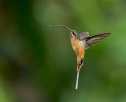 Beija-flor eremita de barriga fulva voando contra um fundo verde foto