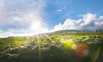 rebanho de ovelhas em uma zona rural da Geórgia cercada por uma paisagem cênica foto